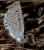 _A002690croofm.jpg